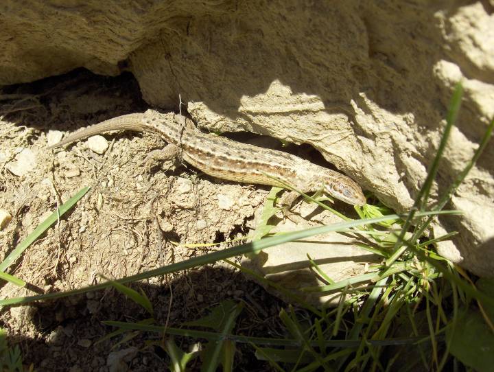 un lezard se chauffe sur un rocher 